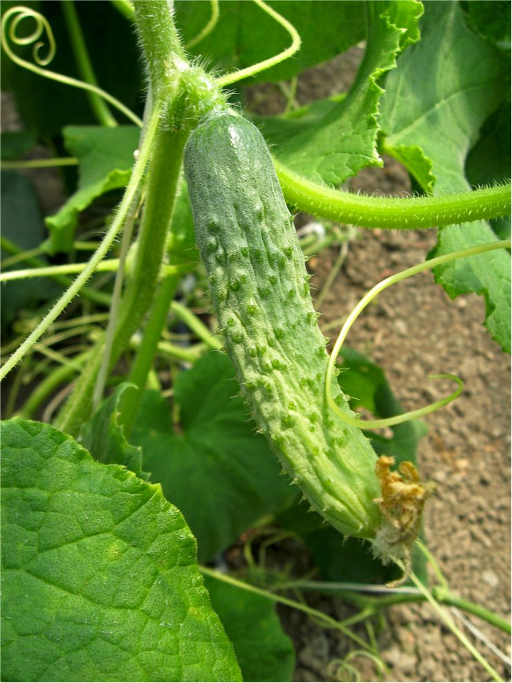 Cucumber Grow on Vines