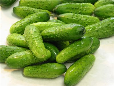 Pickling Cucumbers