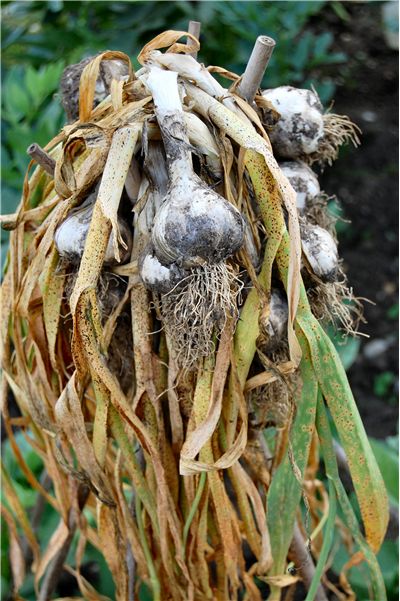 Garlic - Allium Sativum