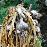 Garlic - Allium Sativum