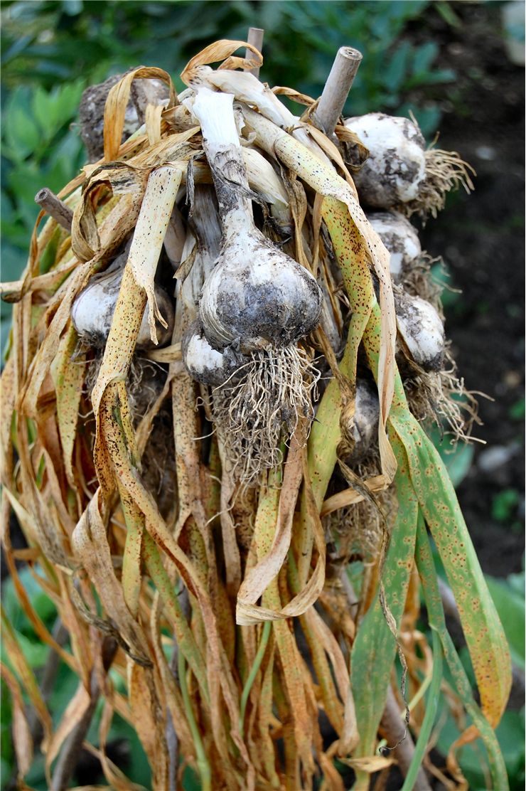 Garlic - Allium Sativum