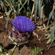 Artichoke Blossom