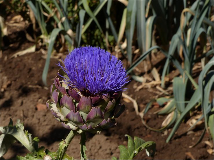 Artichoke Blossom