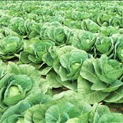 Cabbage Field