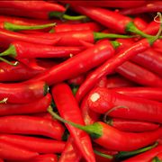 Capsicum Chili Red Peppers