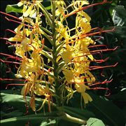 Ginger Flower Plant Evolution