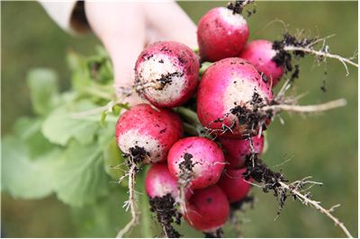 Radishes Fresh