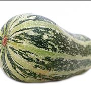 Zucchini Squash Gourd