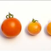 Tomato Types